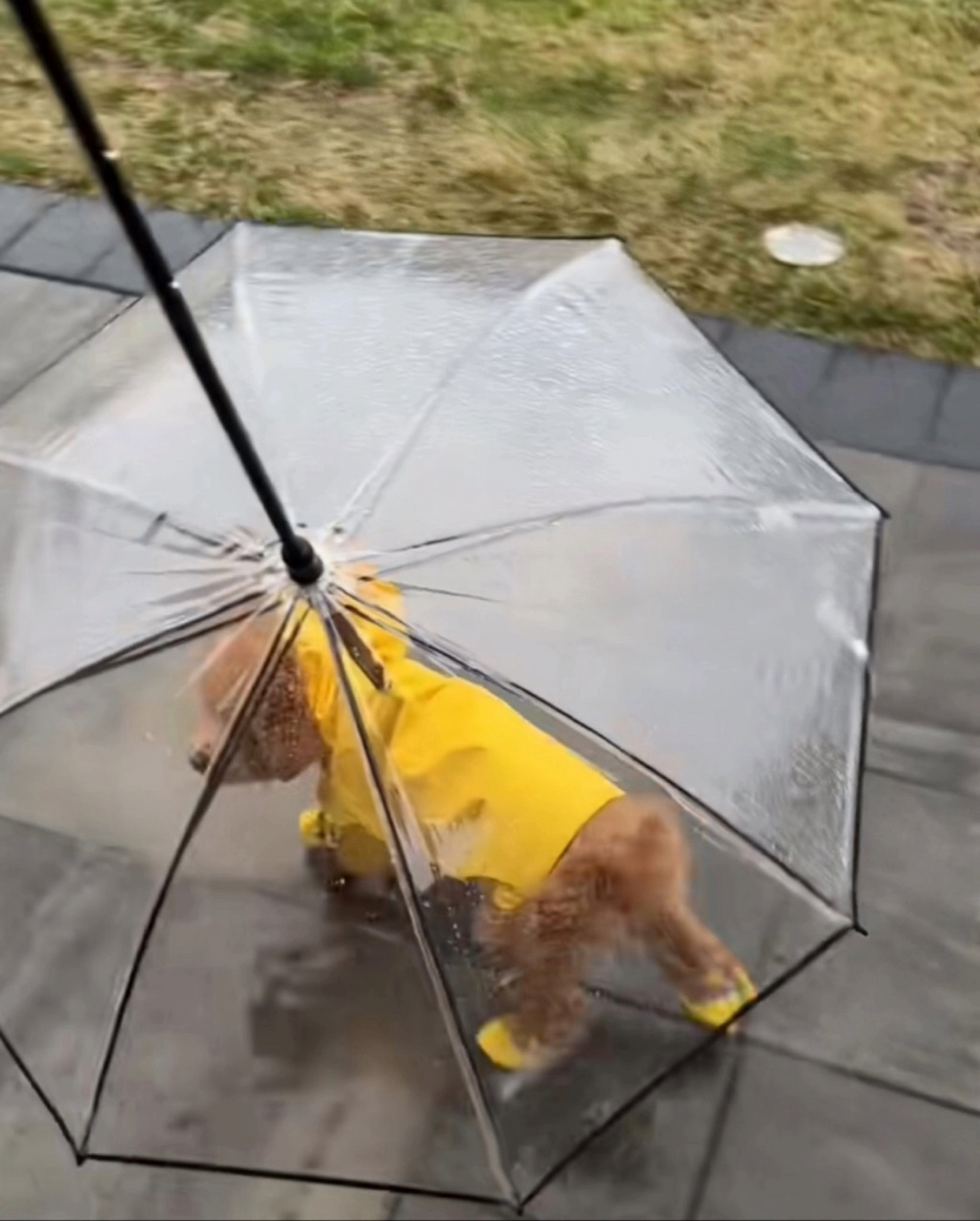 犬用傘 梅雨対応 雨具 無地 大判 小型犬 ペット用傘 防雨防雪 犬用傘 雨の日でも散歩できるアンブレラ 折り畳み式リード傘 小型犬中型犬に適用
